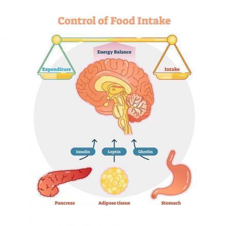 leptin caused decreased