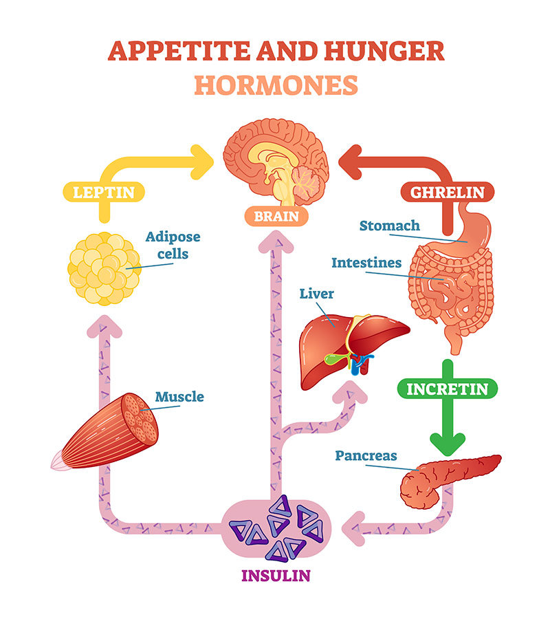 Why You re Still Feeling Hungry After Eating And How To Stop It 